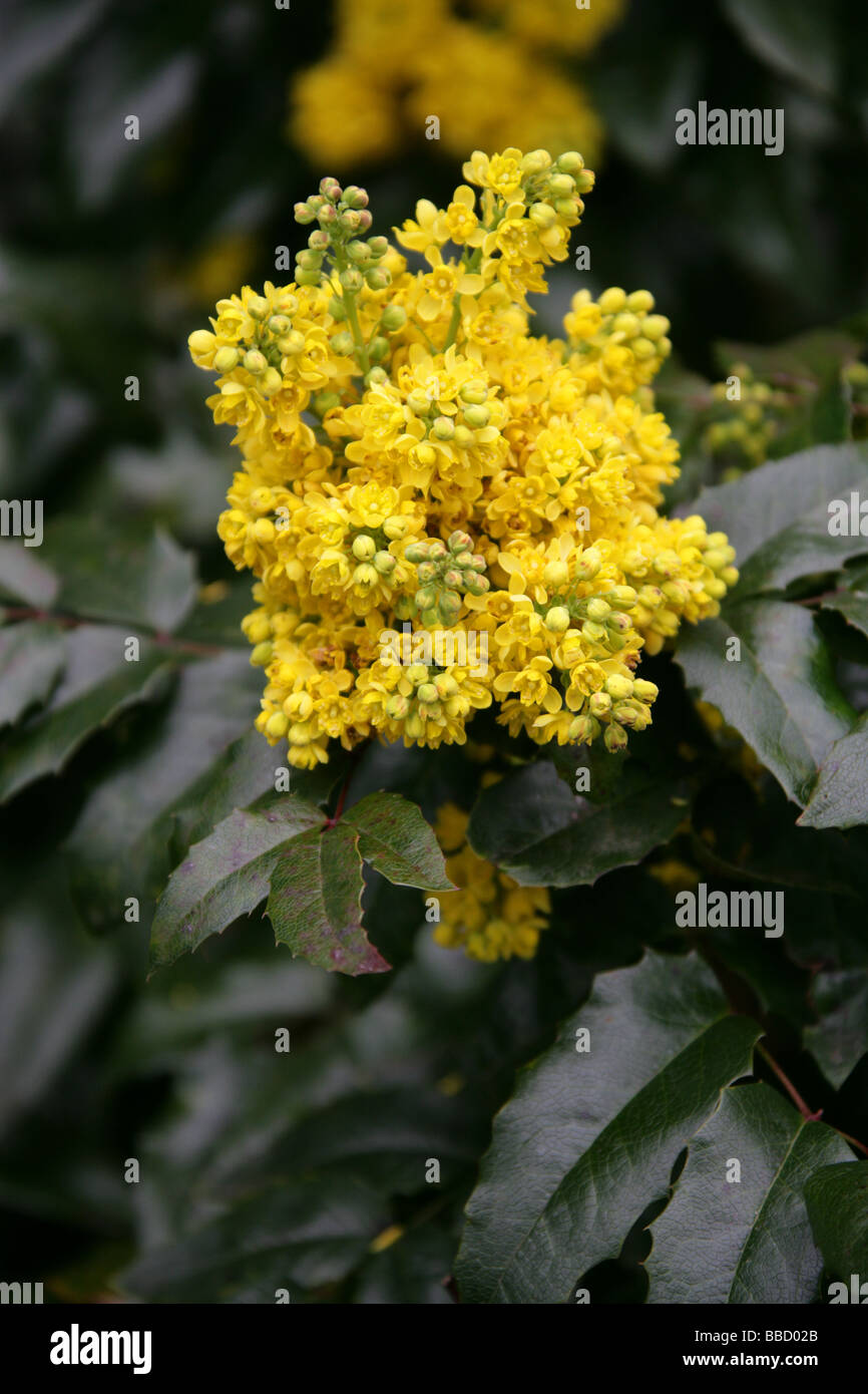 Mahonie, Mahonia Aquifolium, Berberidaceae Stockfoto