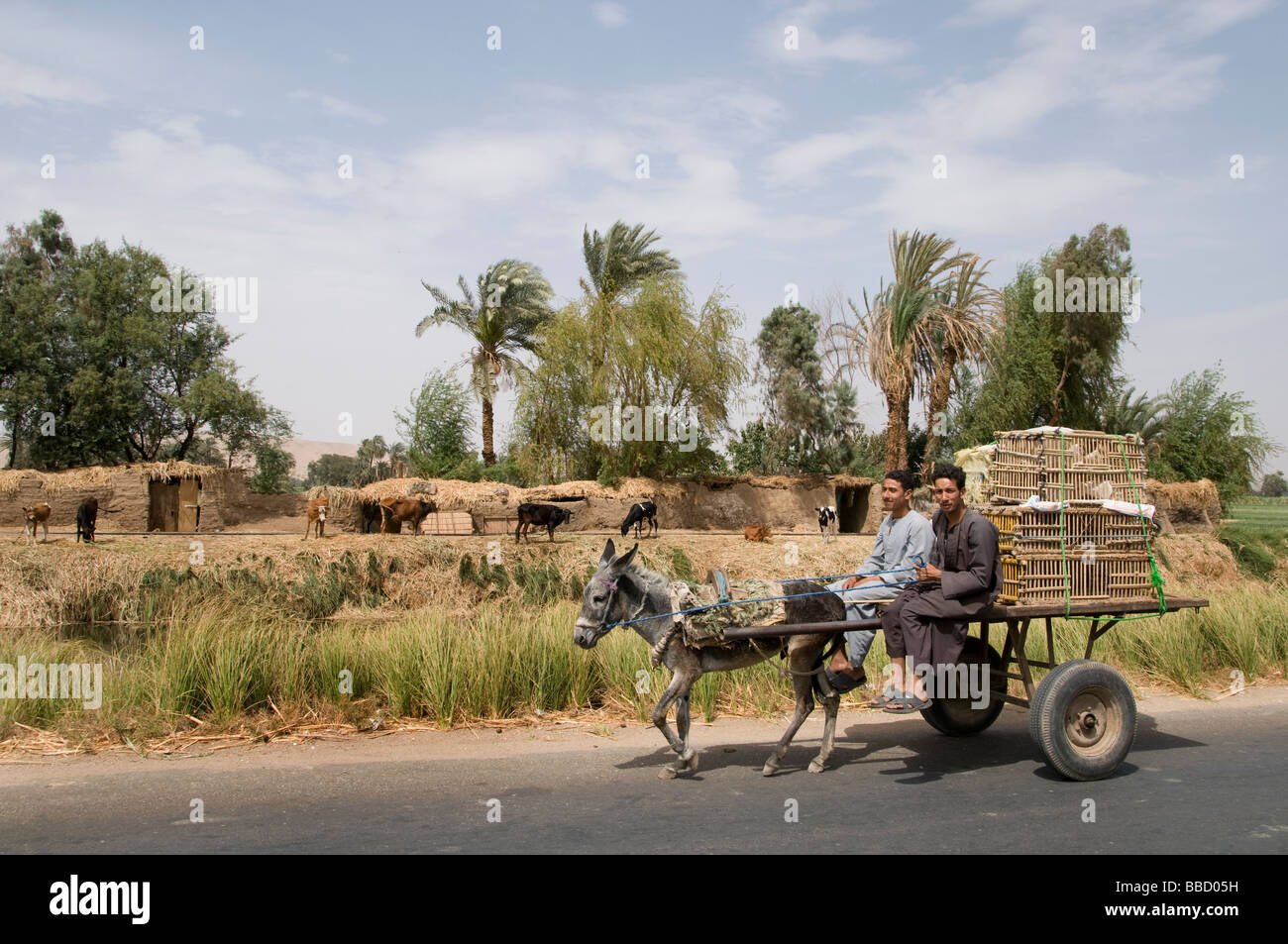 Nile River Ägypten Bauernhof Landwirt Landwirtschaft Feld Esel Wagen zwei Jungs Stockfoto