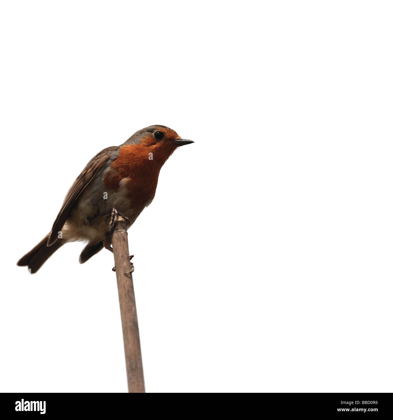 "ROTKEHLCHEN (Erithacus Rubecula Melophilus)" Stockfoto