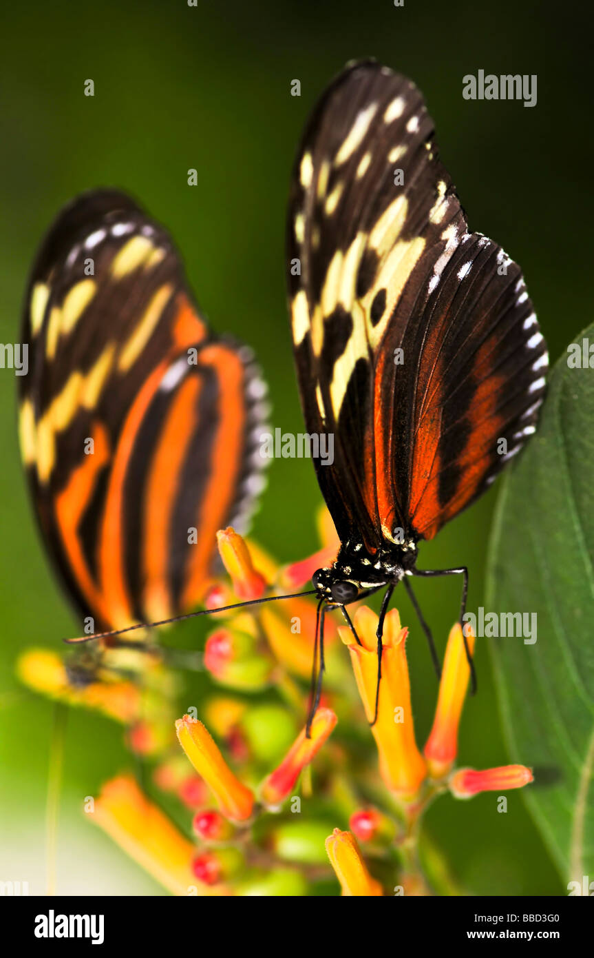 Zwei große Tiger Schmetterlinge sitzen auf einer Blume Stockfoto