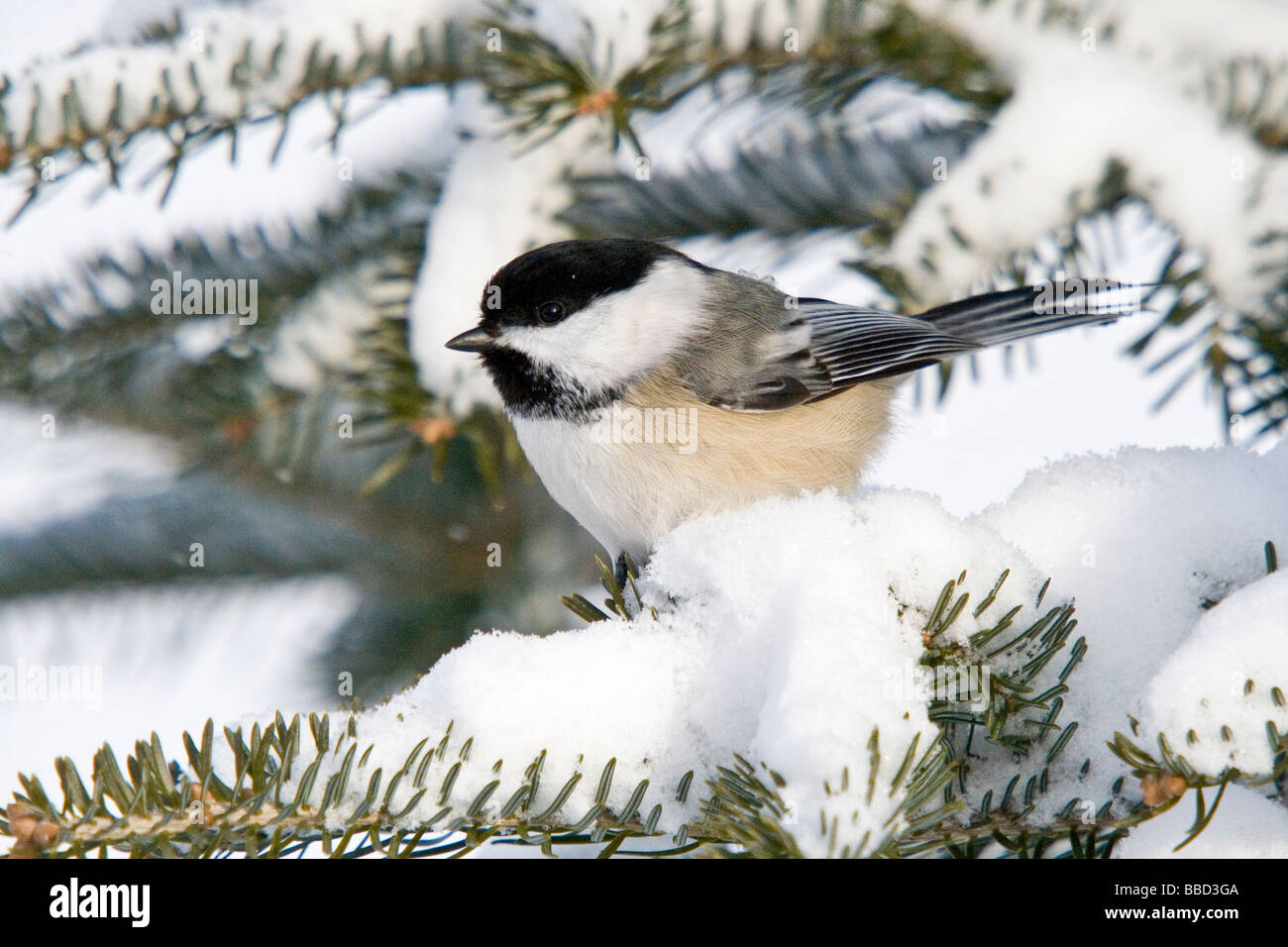 Schwarz-capped Meise im winter Stockfoto