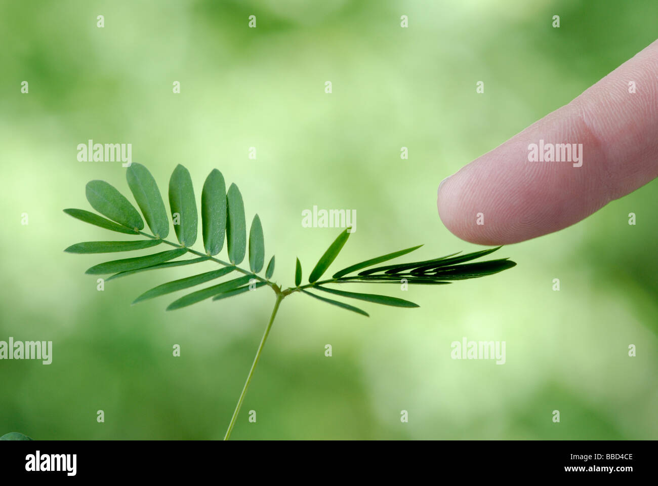 Sinnpflanze, Mimose.  Siehe Bild BBD4CF für den 'vor Stimulation' Schuss in der Reihenfolge. Stockfoto