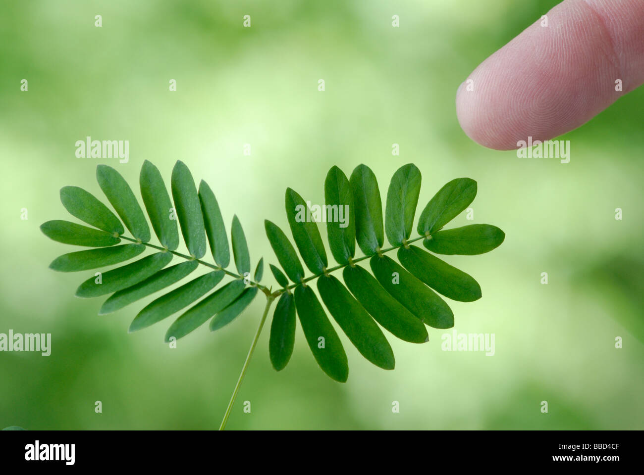 Sinnpflanze, Mimose, vor der Stimulation. Siehe Bild BBD4CE für "nach Stimulation" Stockfoto
