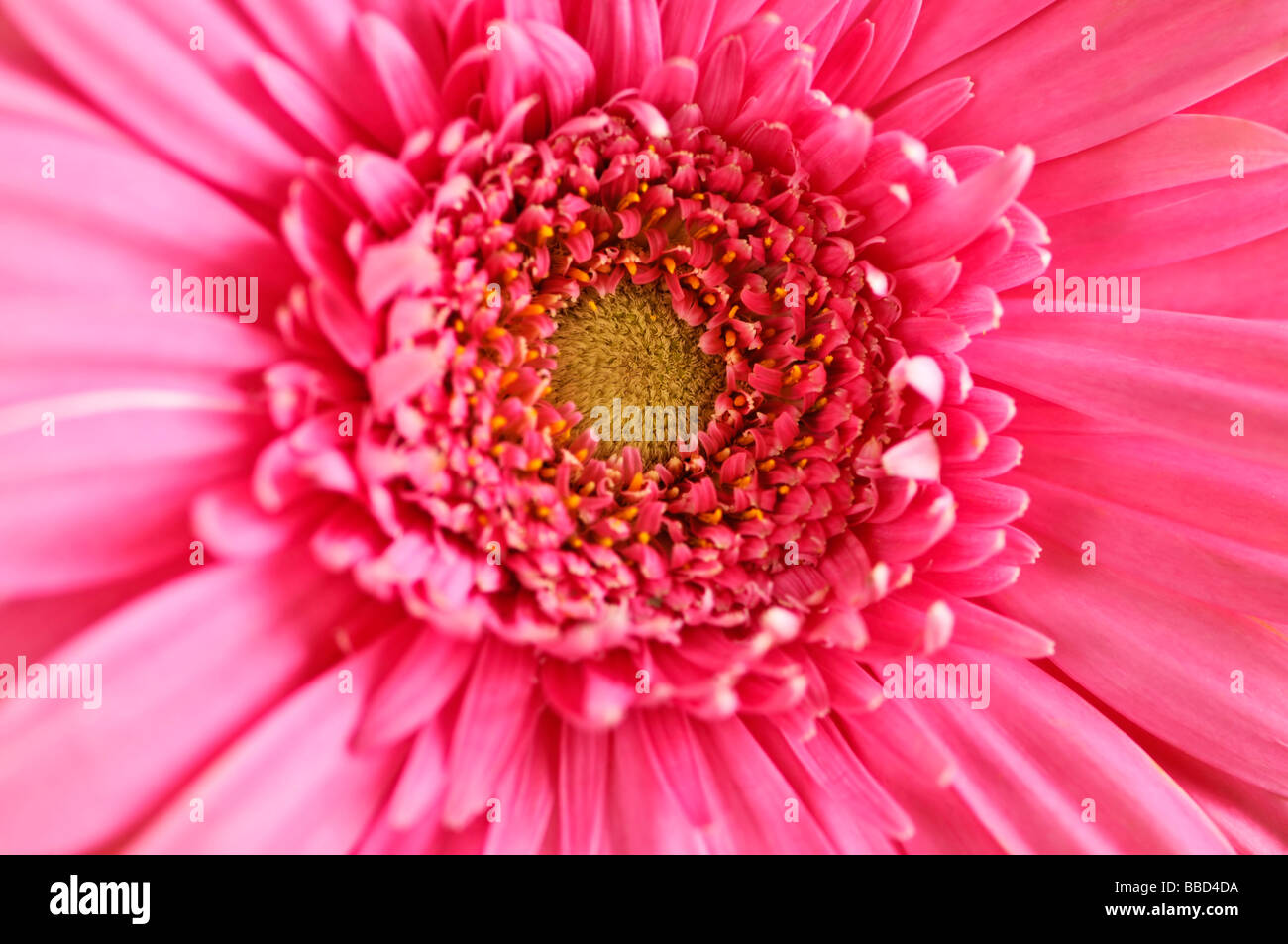 Nahaufnahme von bunten rosa Gerbera Blüten Stockfoto