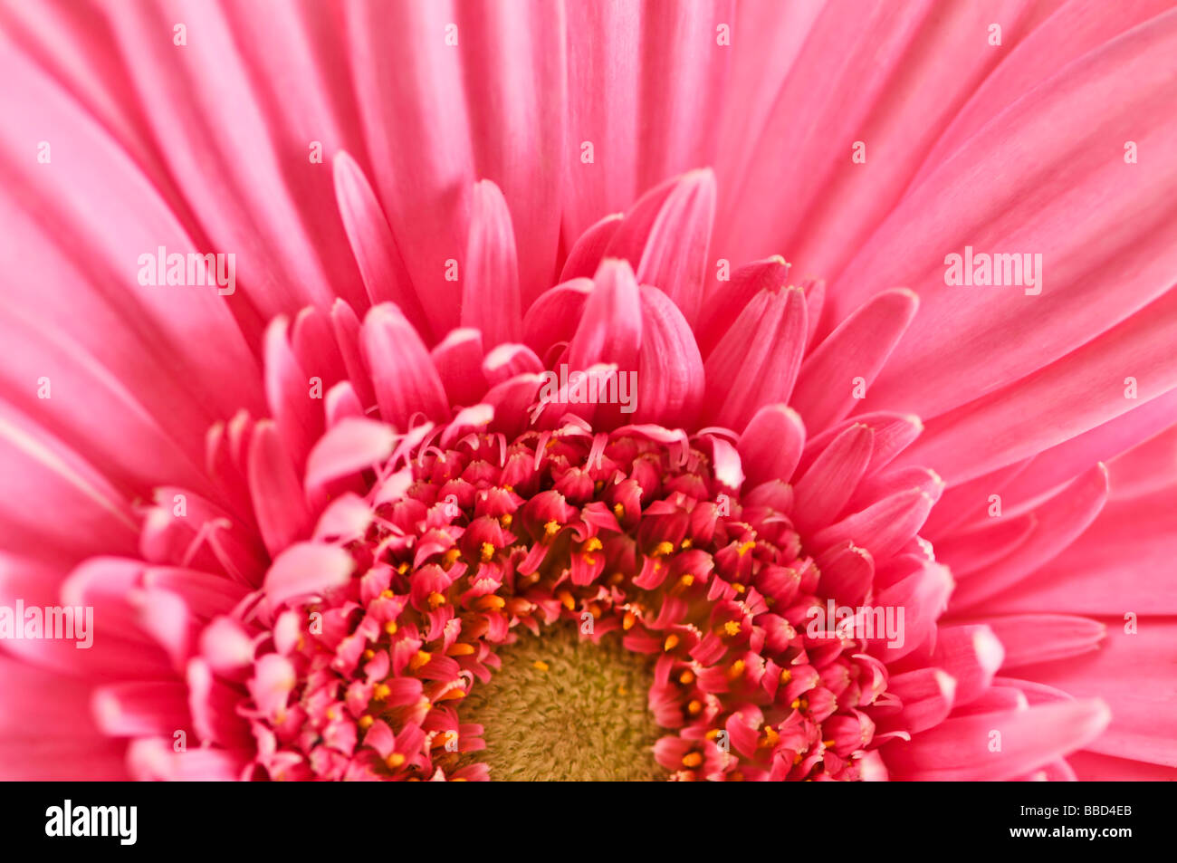 Nahaufnahme von bunten rosa Gerbera Blüten Stockfoto