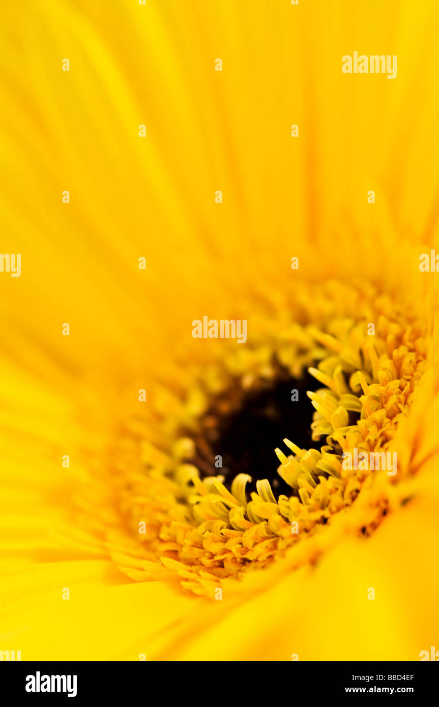 Nahaufnahme von bunten gelben Gerbera Blüten Stockfoto