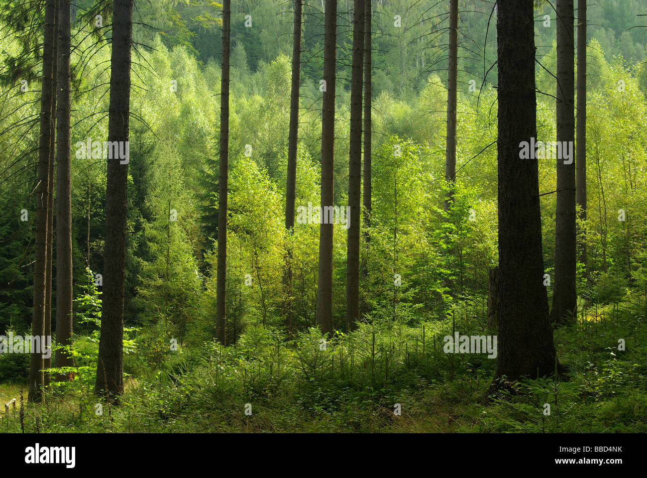 Wald-Wald 41 Stockfoto