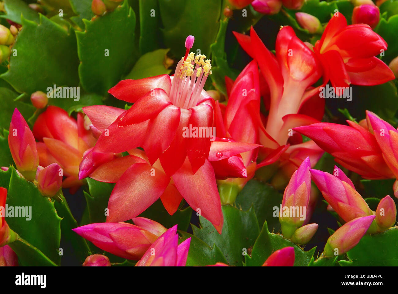 Weihnachtskaktus Weihnachtskaktus 03 Stockfoto