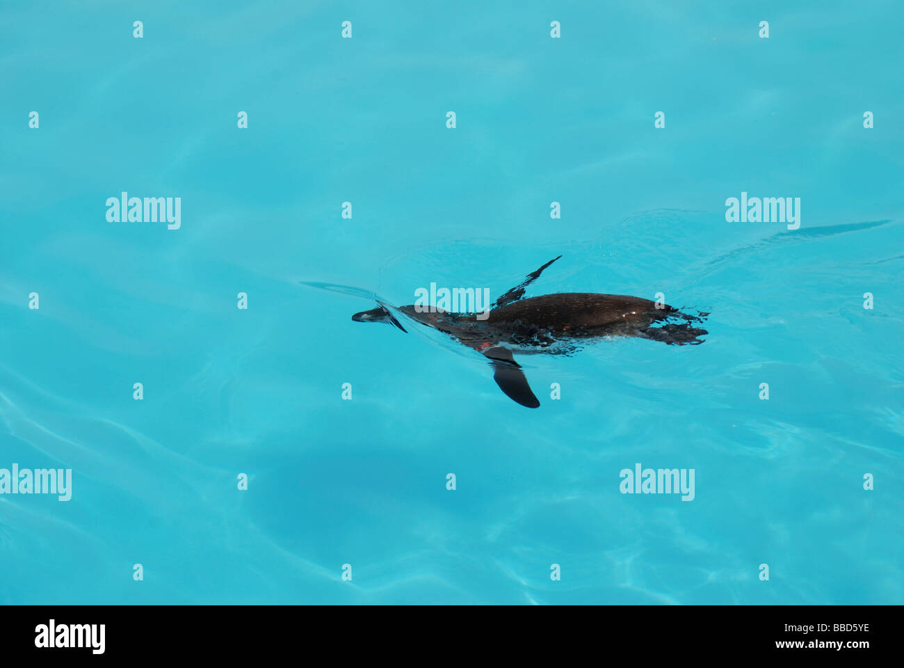 Humboldt-Pinguin Schwimmen unter Wasser Stockfoto