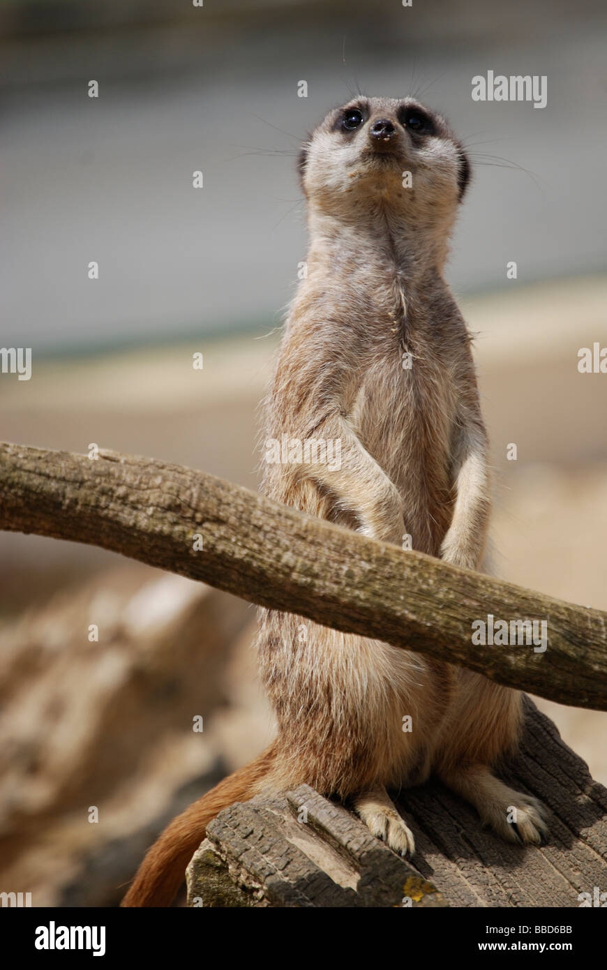 Ein Erdmännchen auf der Suche nach Feinden von oben Stockfoto