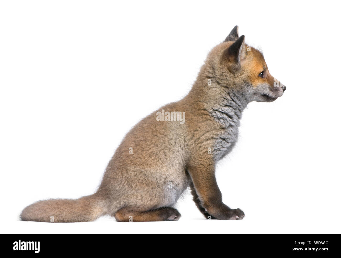 Seitenansicht von einem Red Fox Cub 6 Wochen alt Vulpes Vulpes vor einem weißen Hintergrund Stockfoto