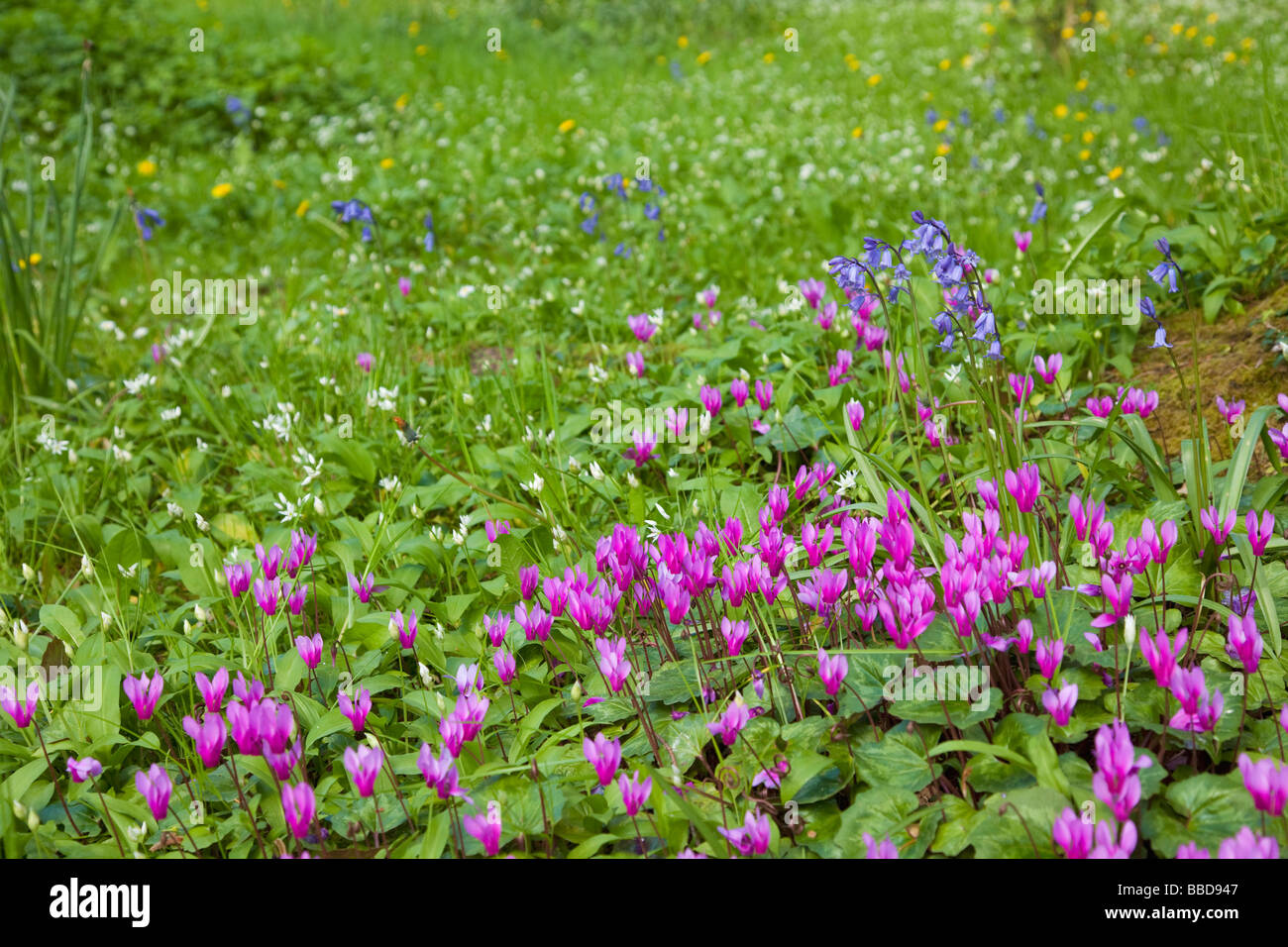 Glockenblumen Alpenveilchen und Bärlauch in Powerscourt Gardens County Wicklow Irland Irland Irland Stockfoto