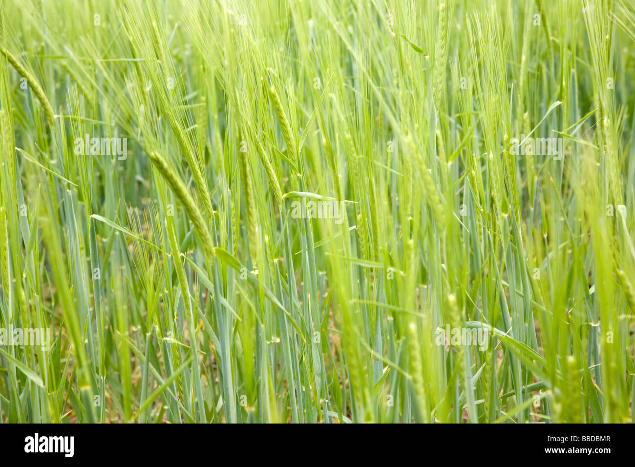 Nahaufnahme von Getreide im Frühsommer Stockfoto
