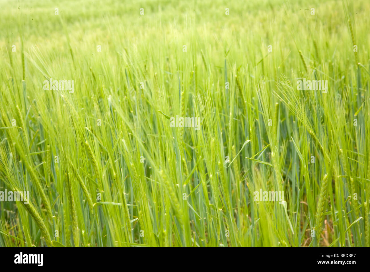 Nahaufnahme von Getreide im Frühsommer Stockfoto