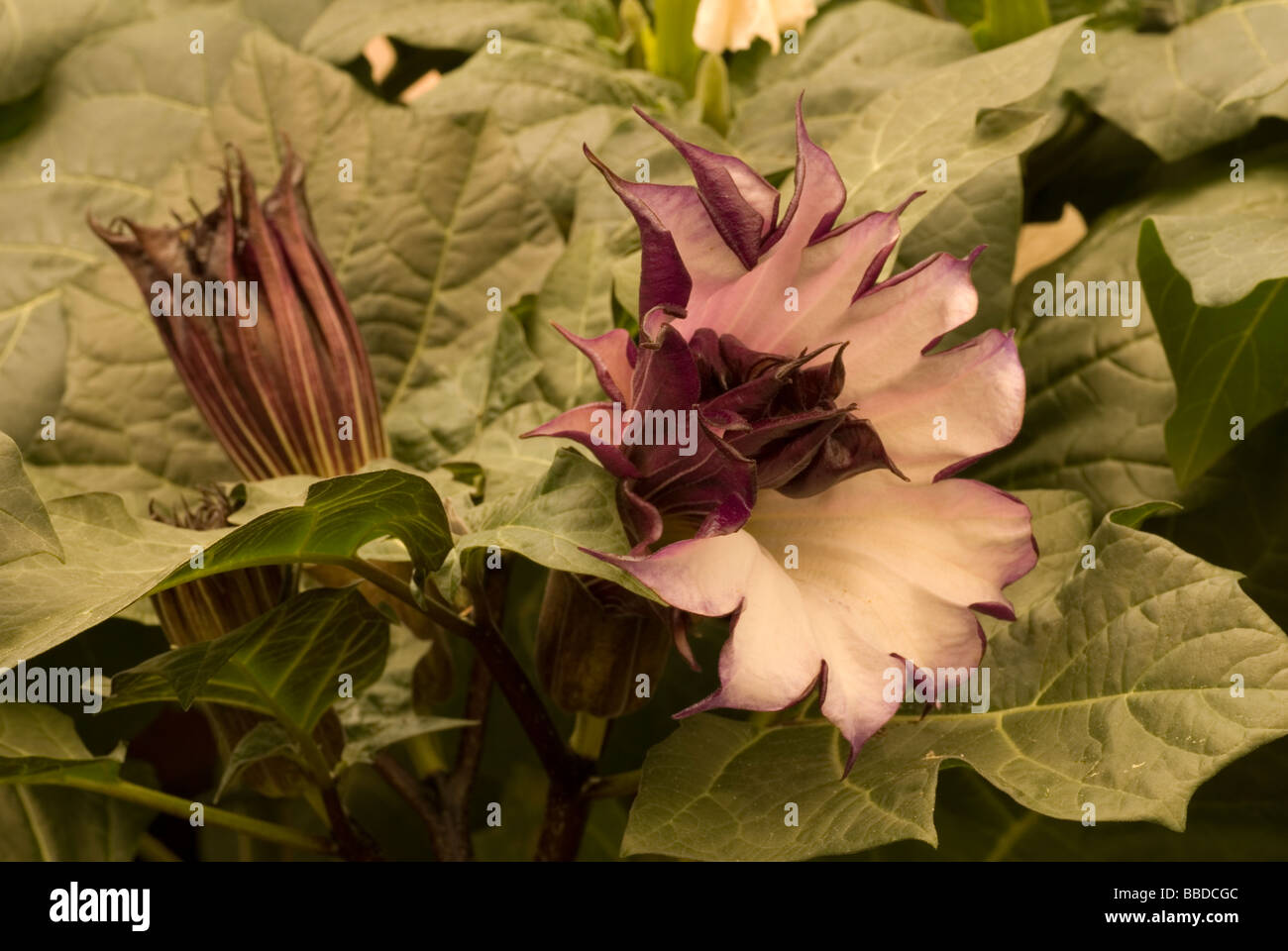 Angel Trumpet, Posaune Engels Baum oder Datura, Brugmansia Arborea, Solanaceae, Nachtschattengewächse, tropisches Südamerika Stockfoto