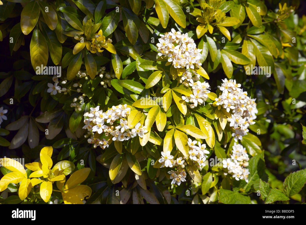 Choisya Ternata 'Sundance' Stockfoto