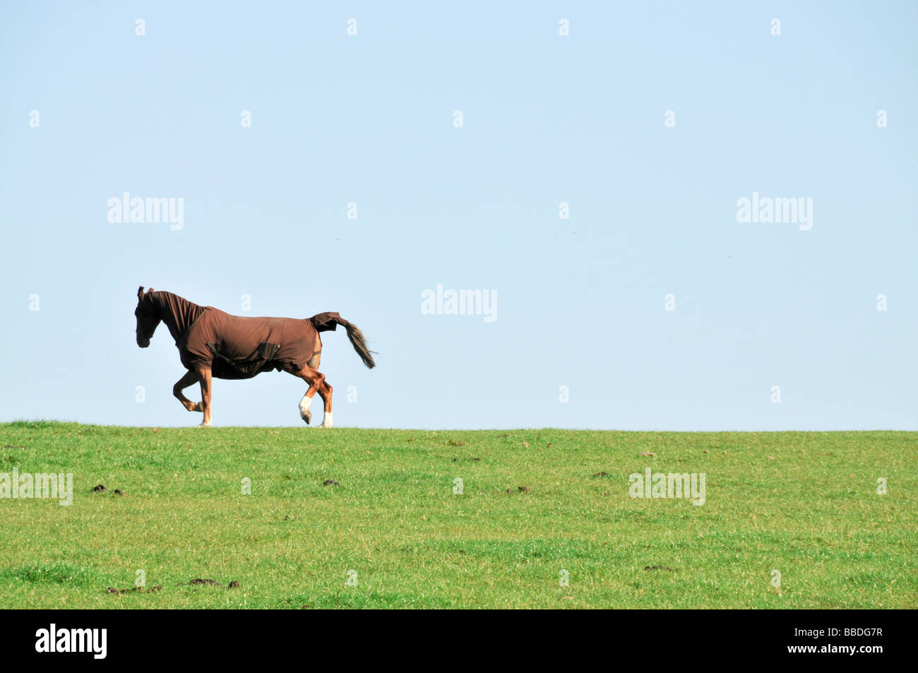 Einzelne Pferde weiden Stockfoto