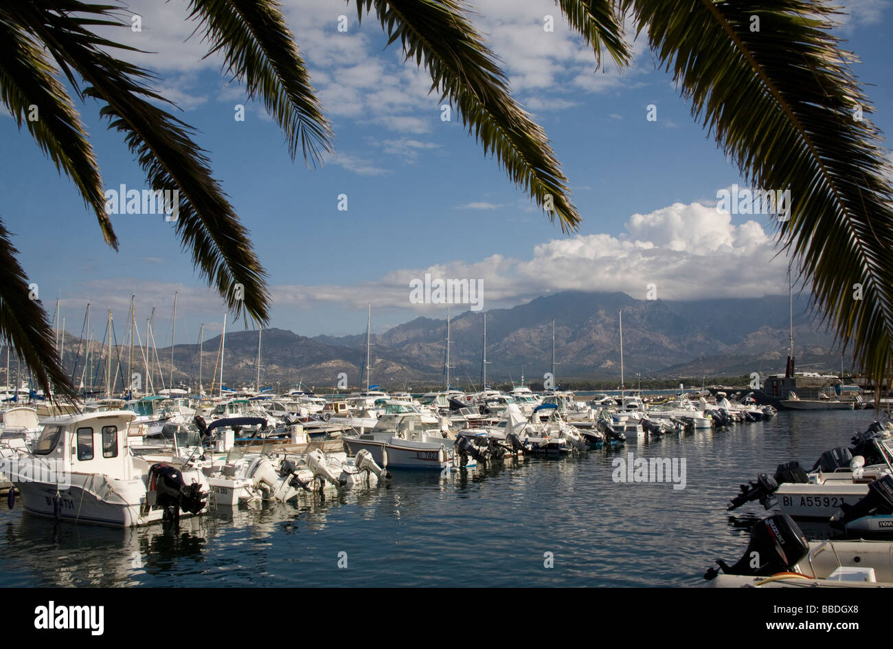 Der Hafen von Calvi über die Fronze einer Palme, Korsika Frankreich Stockfoto