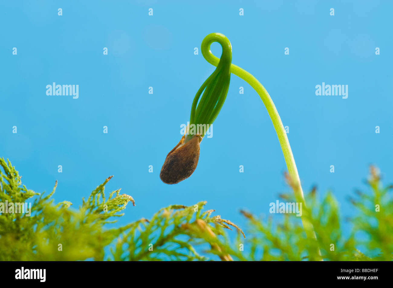 Nadelbaum-Samen Baum entfalten sich entfaltenden Keimblattes Seed Blatt Keim Keimen Keimung Sperma Ausbreitung grüne neue Nadel-Kegel Stockfoto