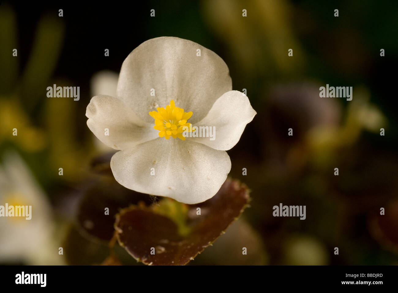 Begonien Begonia Semperflorens, Begoniaceae Stockfoto