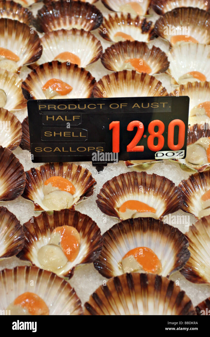 Jakobsmuscheln im Sydney Fish Market Stockfoto