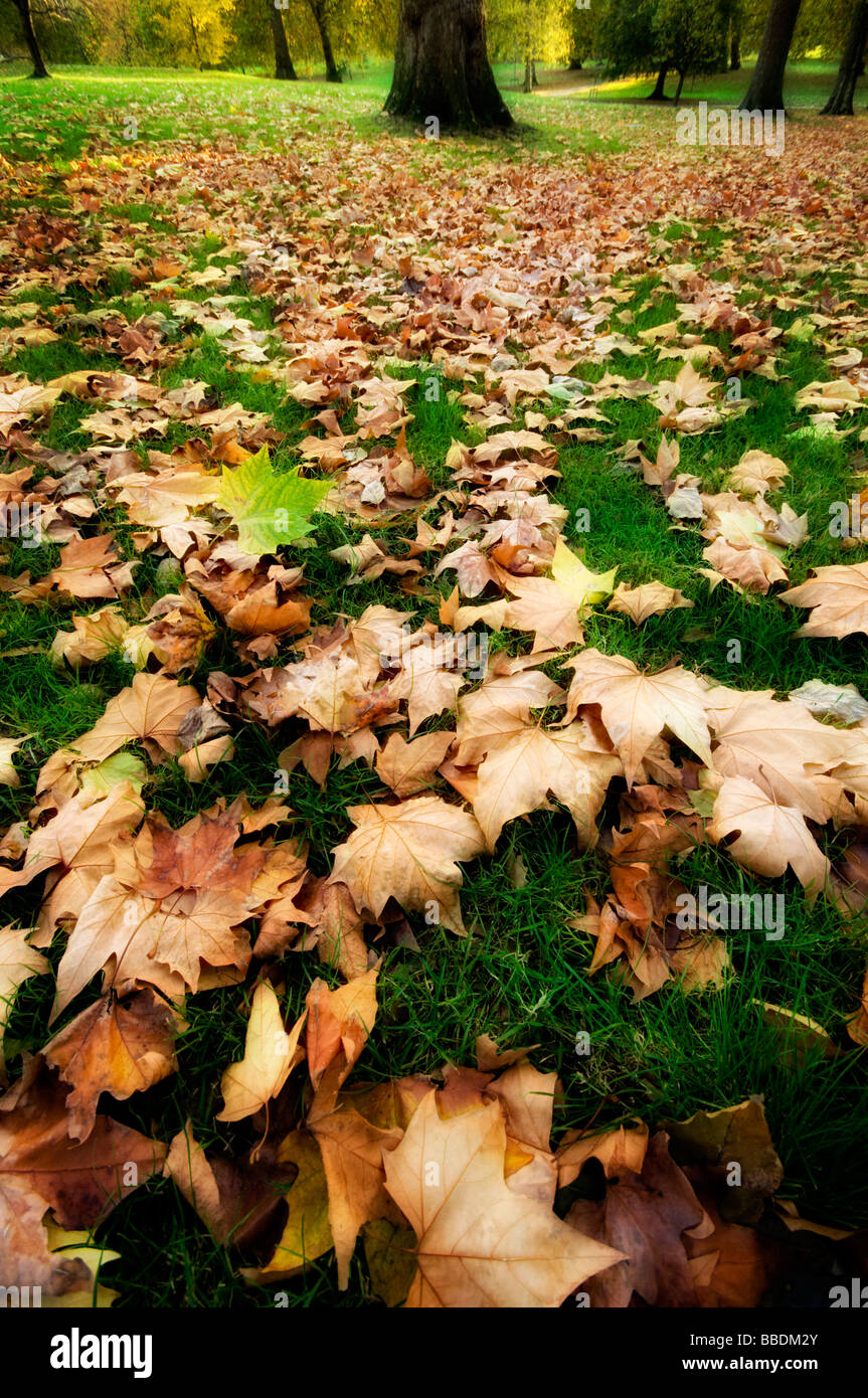 Green Park im Herbst, London, UK Stockfoto