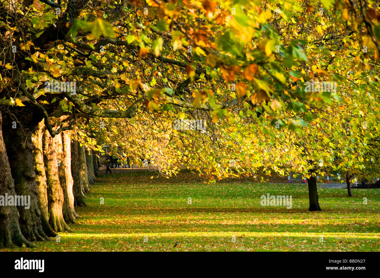 Sonnigen Nachmittag im Herbst, Green Park, London, UK Stockfoto