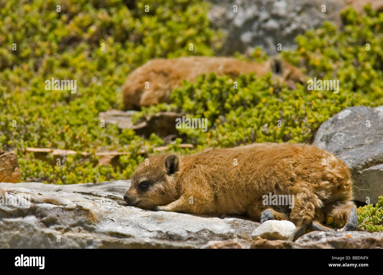 Rock Hyrax (Procavia Capensis) zwei Klippschliefer zwischen Felsen in Cape Town, South Africa Stockfoto