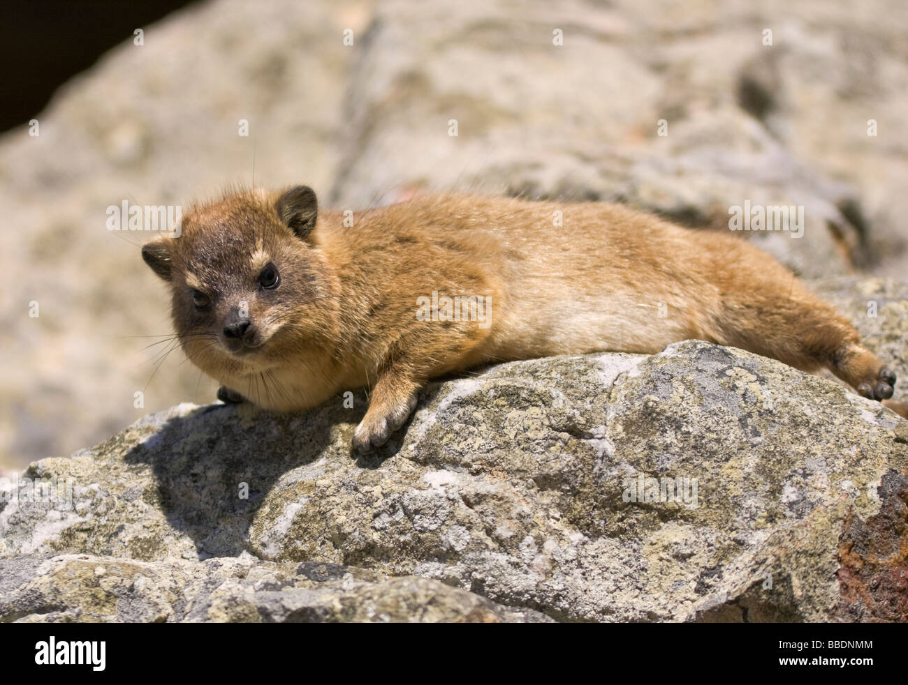 Rock Hyrax (Procavia Capensis) Klippschliefer ruht in der Sonne auf einem Felsen Kapstadt Südafrika Stockfoto