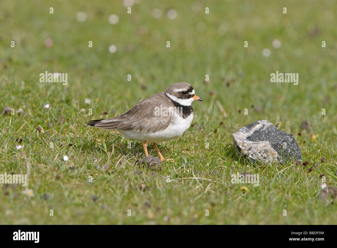 Sandregenpfeifer Stockfoto