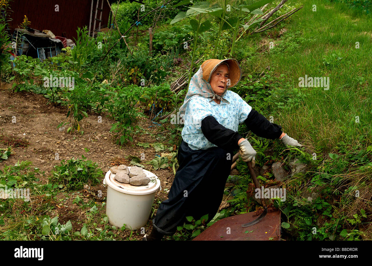 Ältere alte Japanerin Gartenarbeit Stockfoto