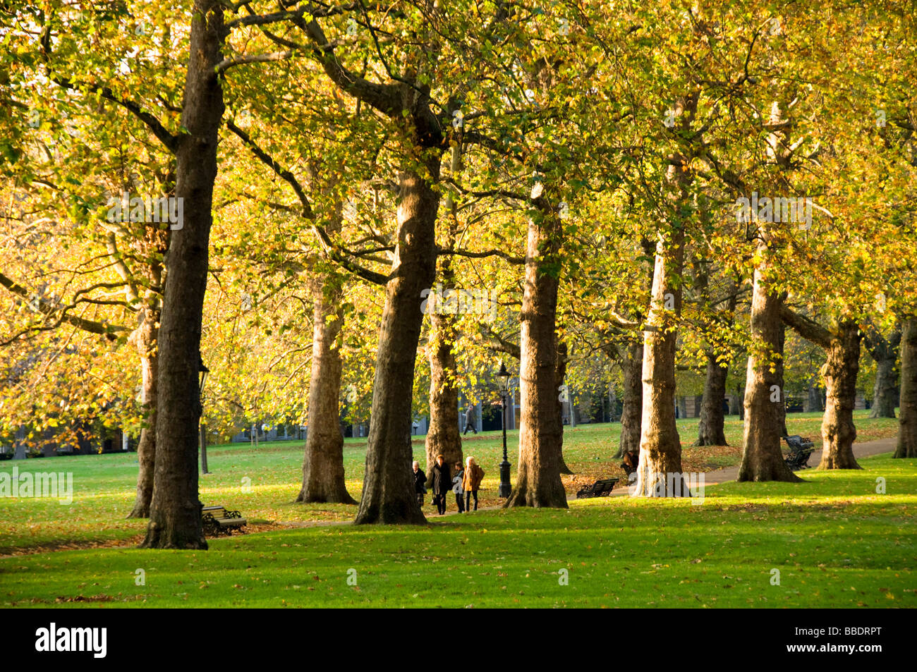 Sonnigen Nachmittag im Herbst, Green Park, London, UK Stockfoto