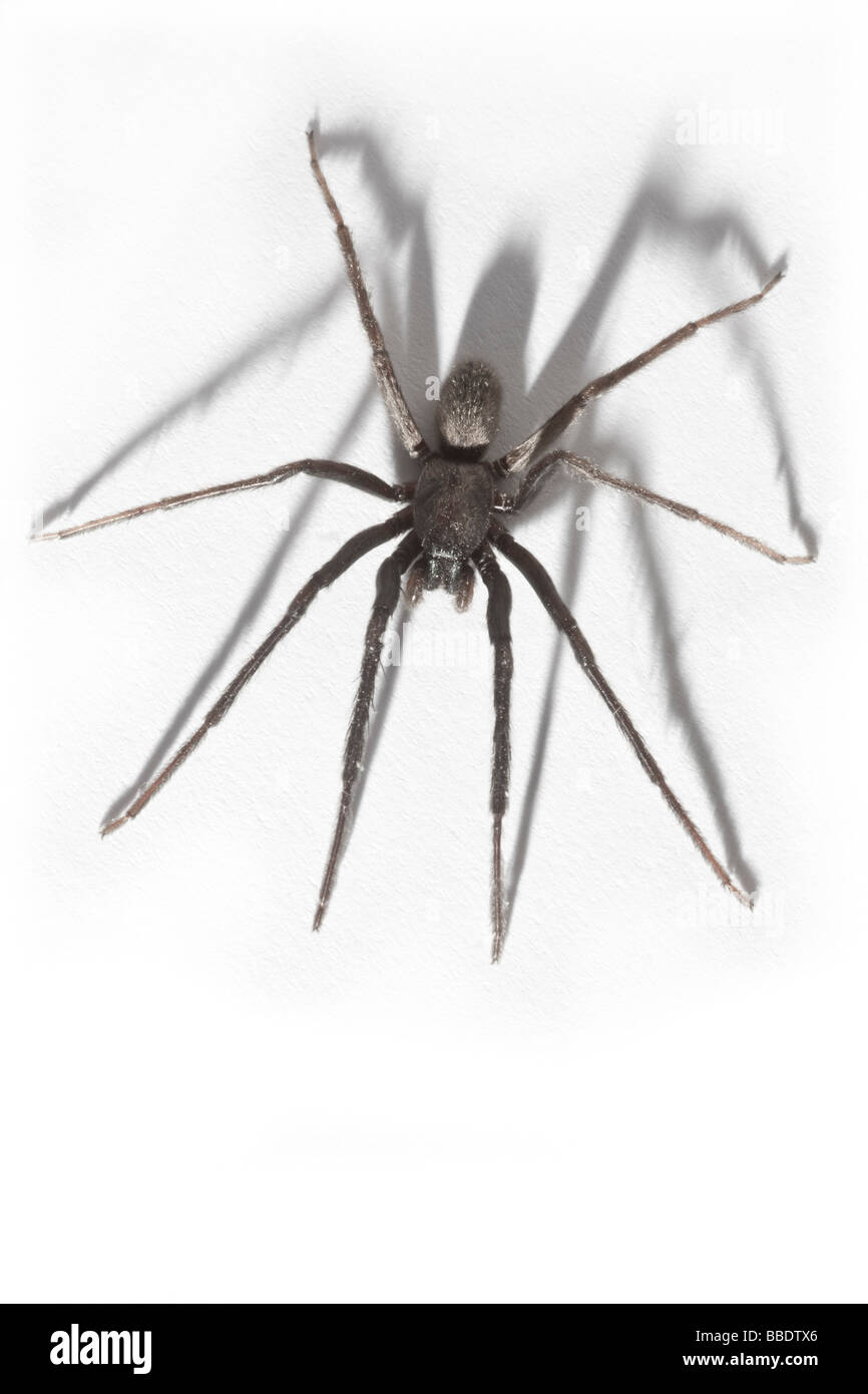 Eine Haus-Spinne (Tegenaria Gigantea), fotografiert im Studio. Tégénaire (Tegenaria Gigantea), Photographiée de Studio. Stockfoto