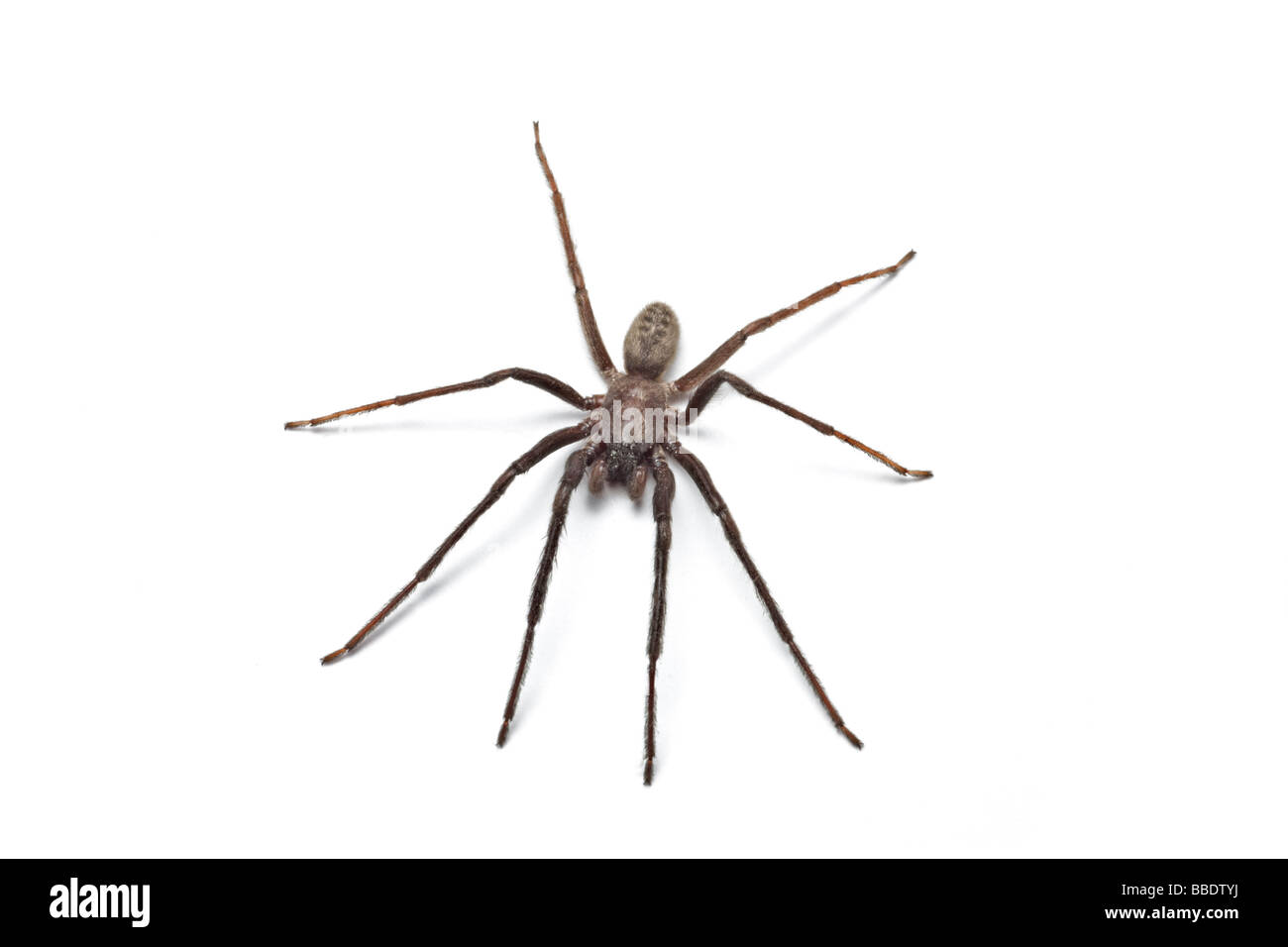 Eine Haus-Spinne (Tegenaria Gigantea), fotografiert im Studio. Tégénaire (Tegenaria Gigantea), Photographiée de Studio. Stockfoto