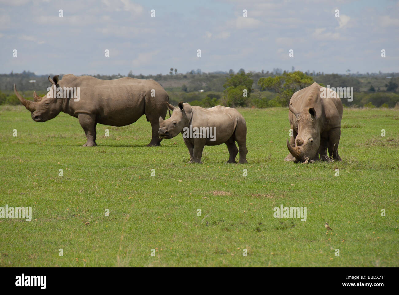 Bedrohten Breitmaulnashorn Familie Gruppe, Ol Pejeta Conservancy, Kenia. Stockfoto