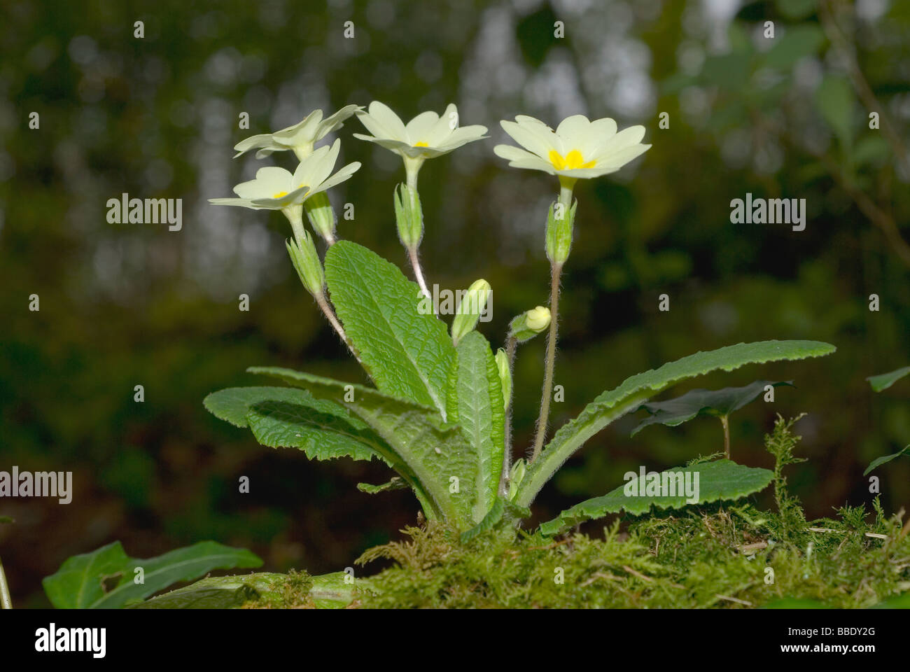 Primel (Primula vulgaris) Stockfoto