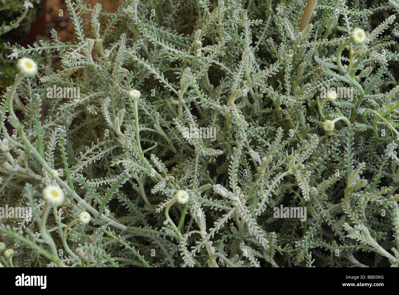 Heiligenkraut Chamaecyparissus, Asteraceae Stockfoto