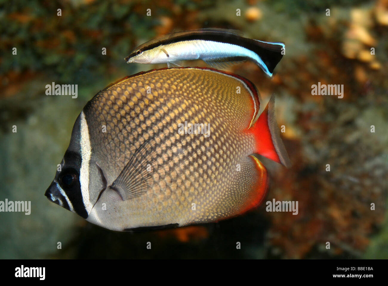 Rotschwanz-Butterflyfish Chaetodontidae Collare und sauberer Lippfisch Labroides dimidiatus Stockfoto