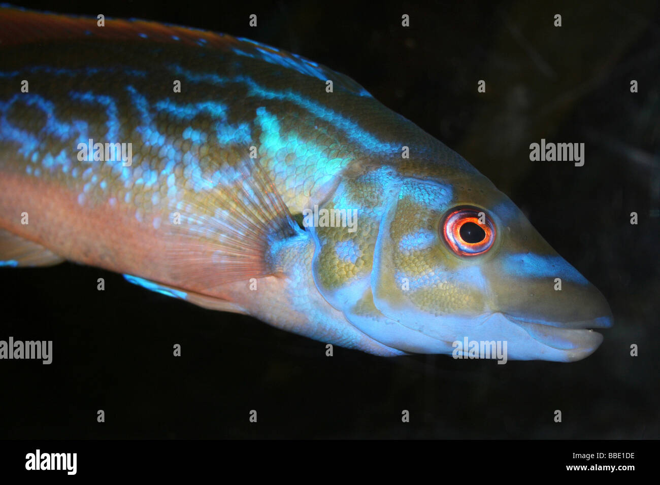 Enge, der Kopf des männlichen Kuckuck Lippfisch Labrus Mixta gegenüber rechts Stockfoto