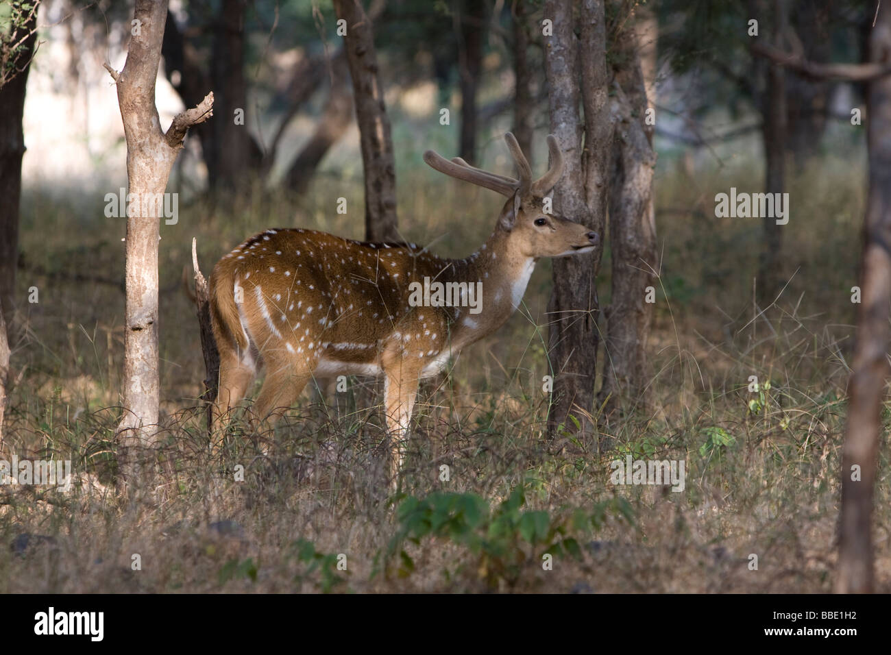 Hirsch-Achse Achse Buck im schattigen Wald, Nachbarkatze, Rajasthan, Indien entdeckt. Stockfoto