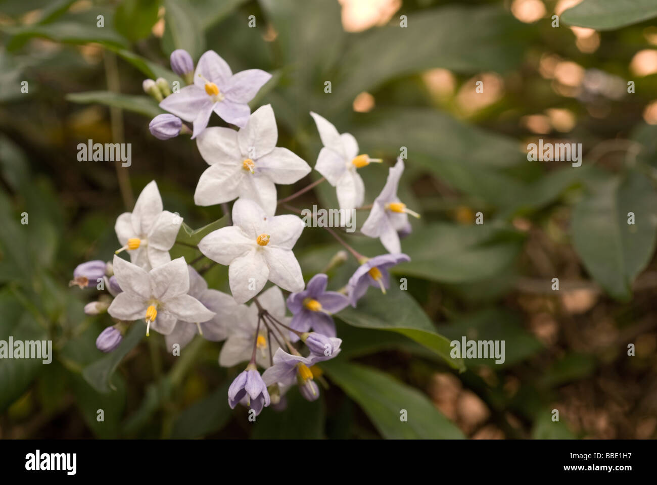 Blume der Nacht Jasmin Solanum Jasminoides, Solanaceae, Brasilien Stockfoto