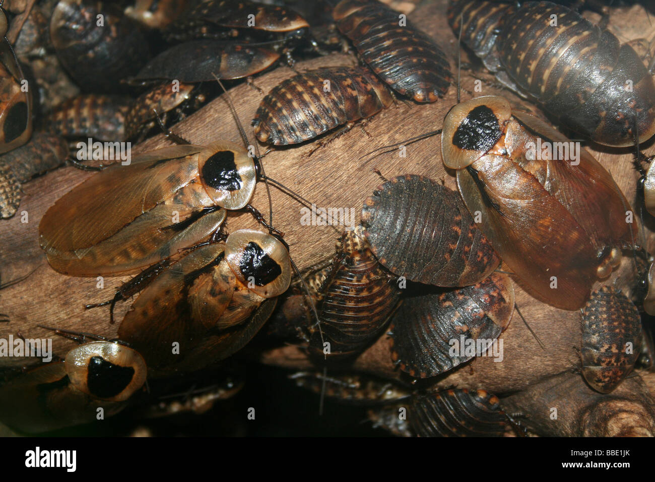 Archimandrita -Fotos und -Bildmaterial in hoher Auflösung – Alamy