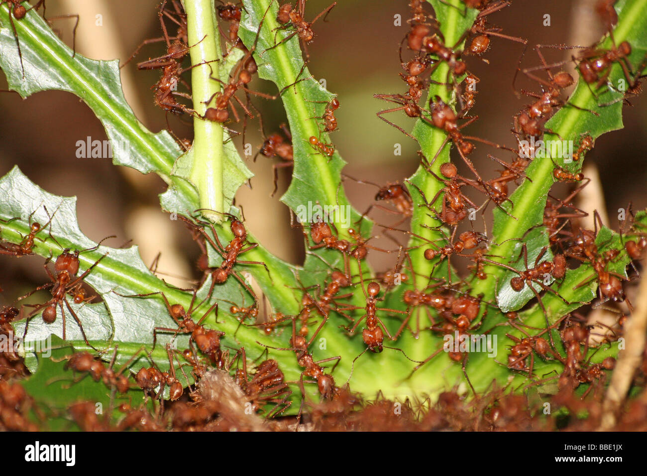 Blatt-Cutter Ameisen Atta Cephalotes verschlingt Blatt genommen im Zoo von Chester, England, UK Stockfoto