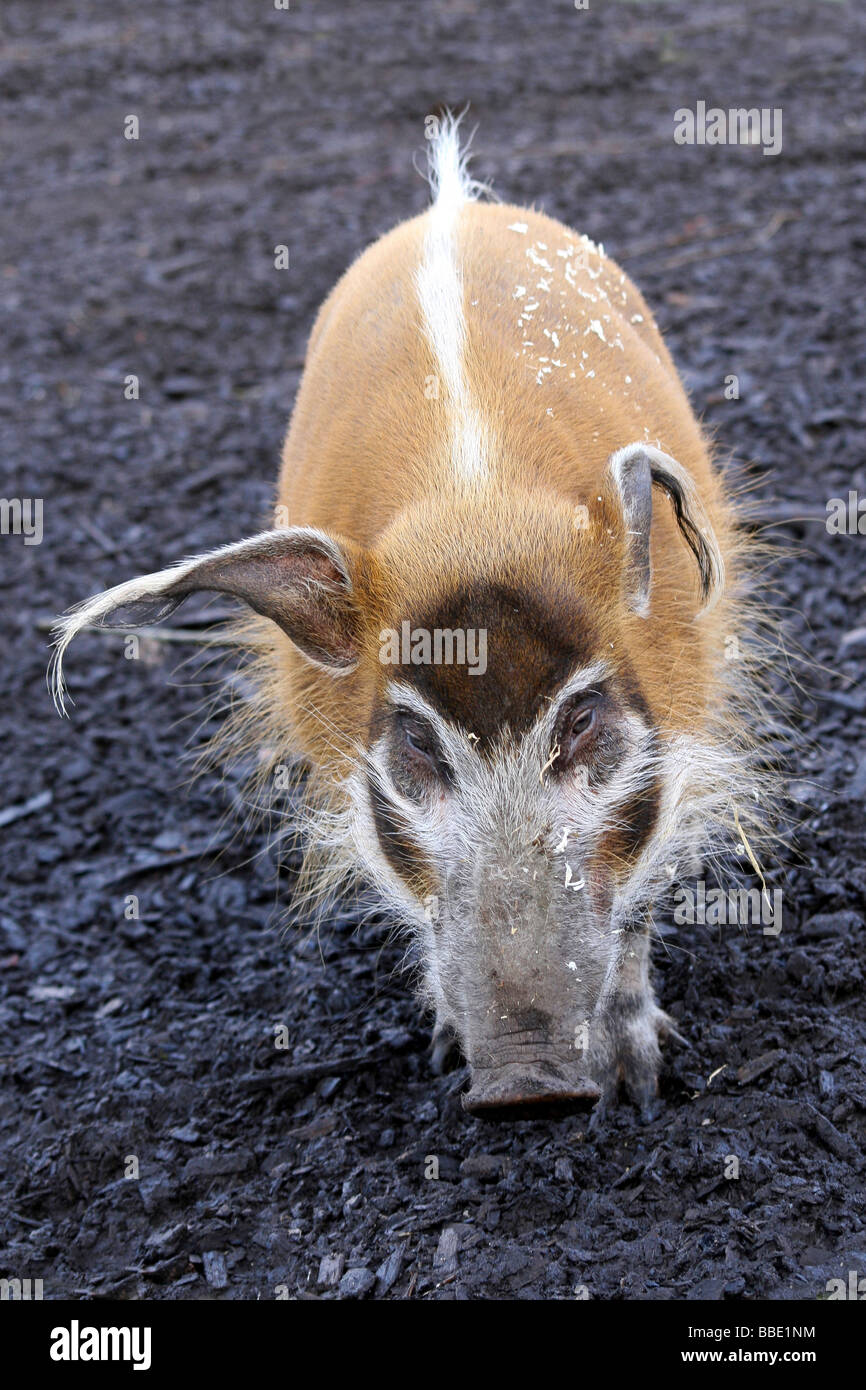 Porträt des Red River Hog Potamochoerus Porcus Taken an Chester Zoo, England, UK Stockfoto