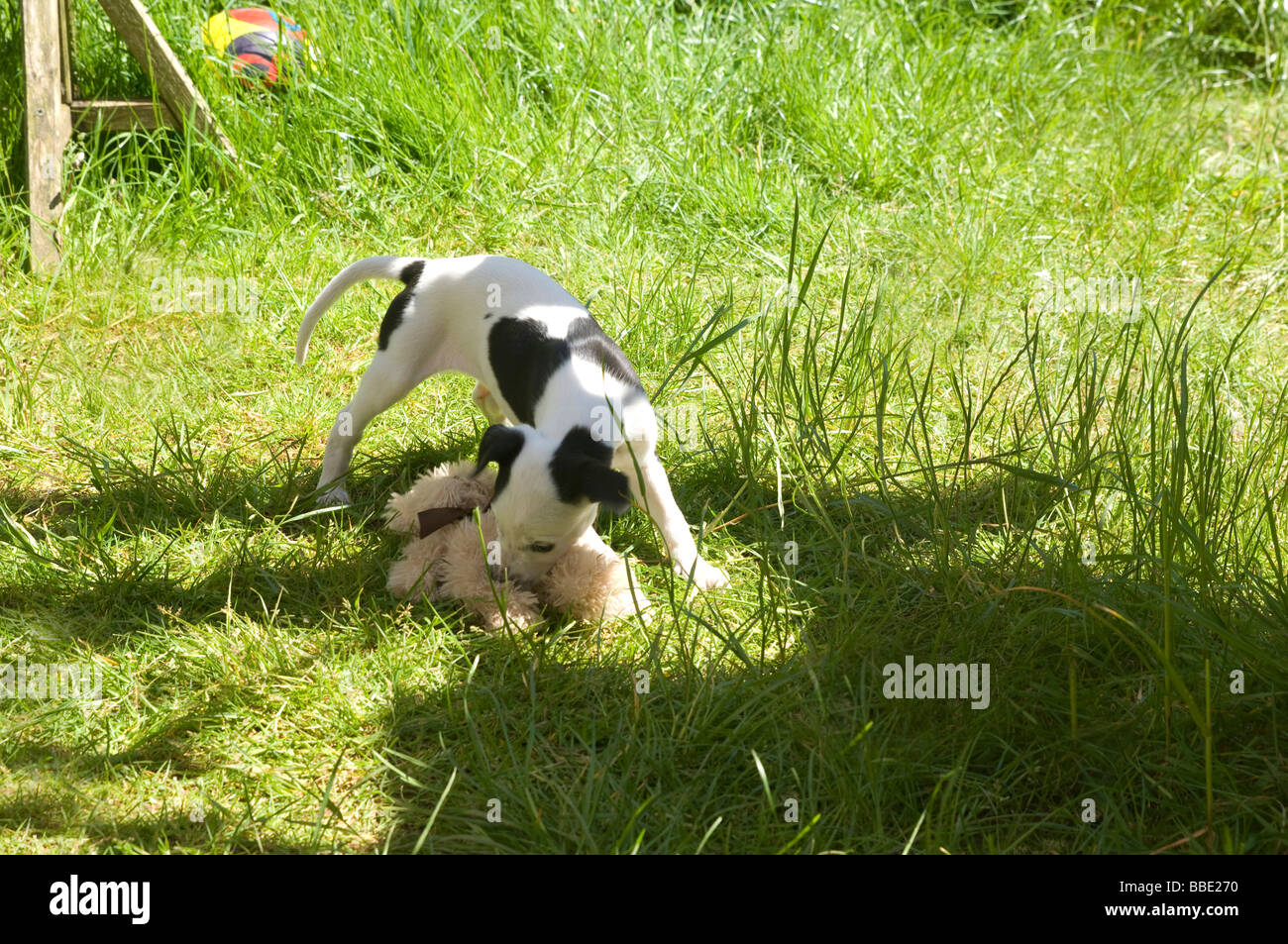 Welpen spielen mit Spielzeug im Garten Stockfoto