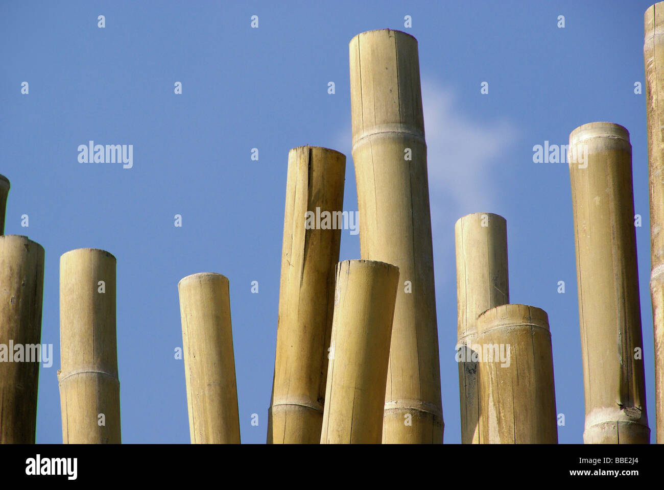 Bambusstange Bambusrohr 01 Stockfoto