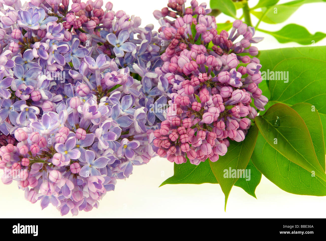 Flieder Auf Weiss lila auf weiß 05 Stockfoto