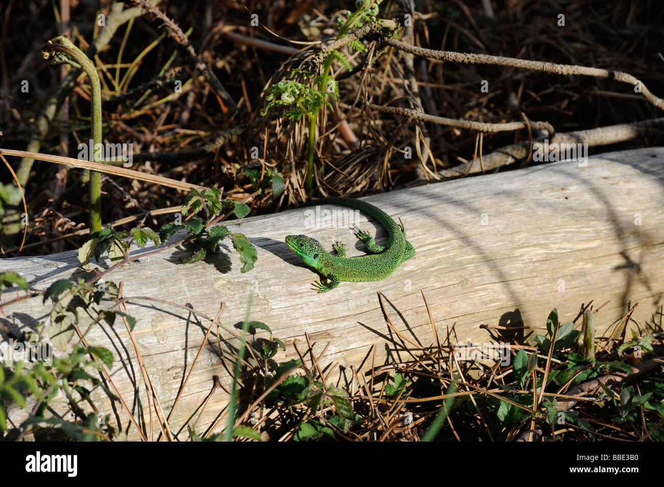 River belon finistere brittany bretagne france Fotos und Bildmaterial