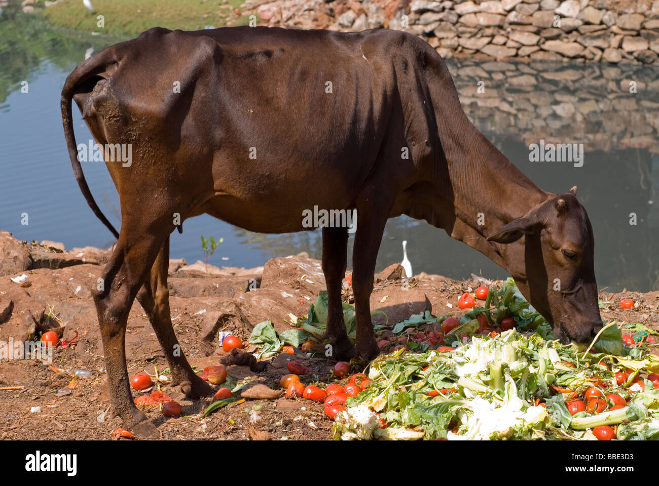 Kuh, Gemüse zu essen. Stockfoto