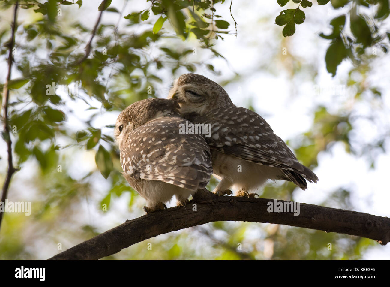 Paar entdeckt Owlet Athena Brama putzen einander auf Niederlassung in Ranthambore Nationalpark, Indien. Stockfoto